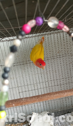 Love Bird